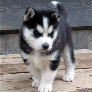 Meet your Posher, Joshua